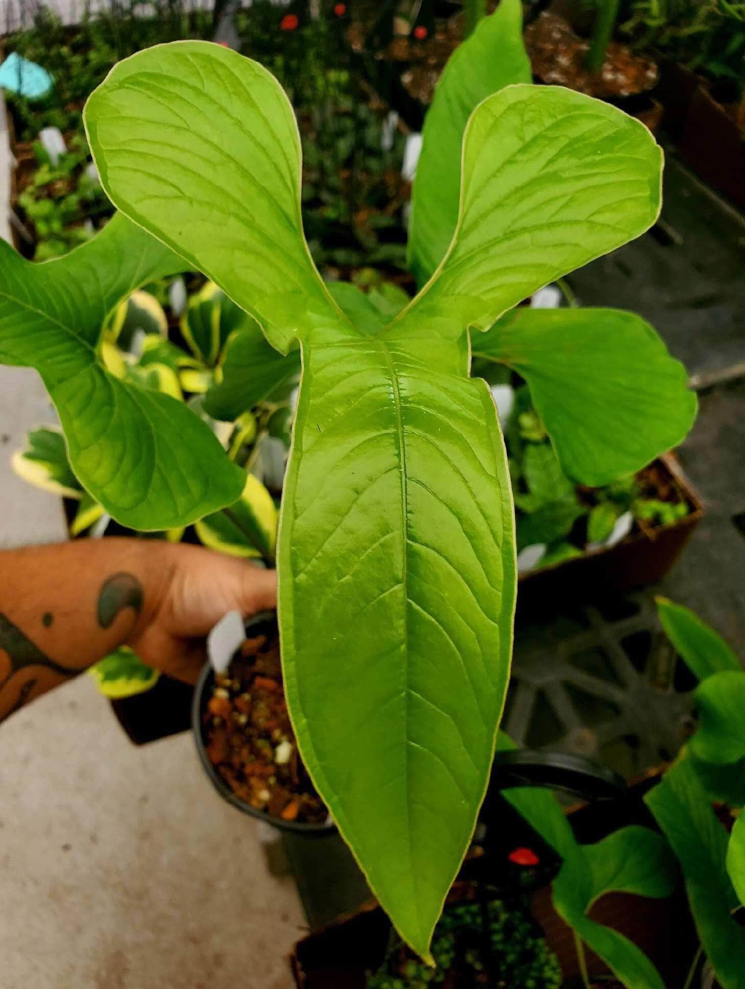 anthurium draconopterum Anthurium draconopterum