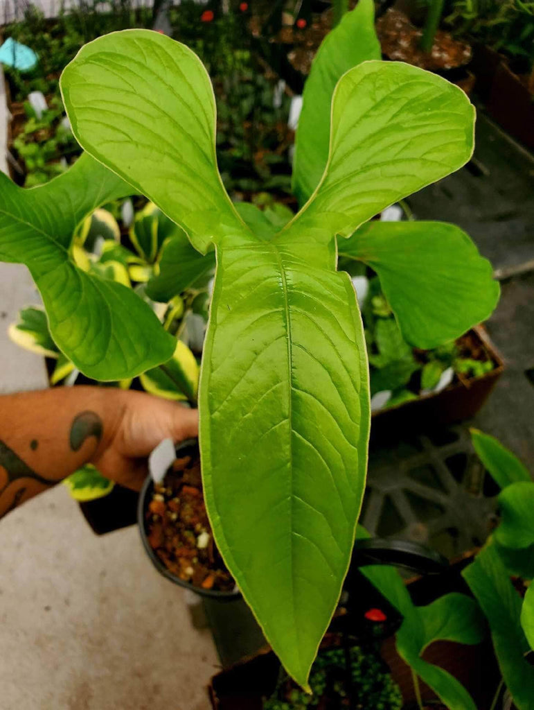 Anthurium draconopterum