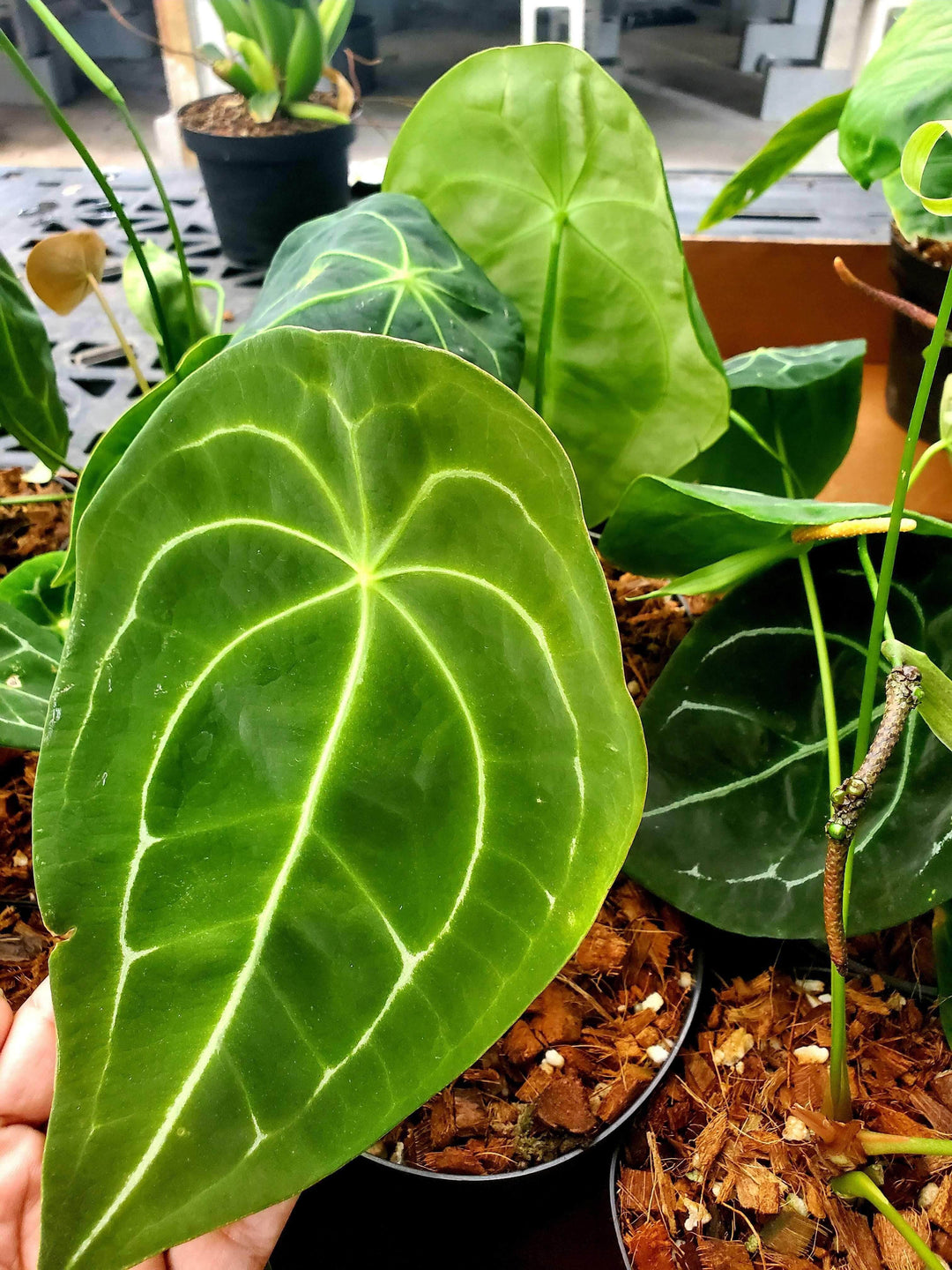 green anthurium plant Anthurium forgetii
