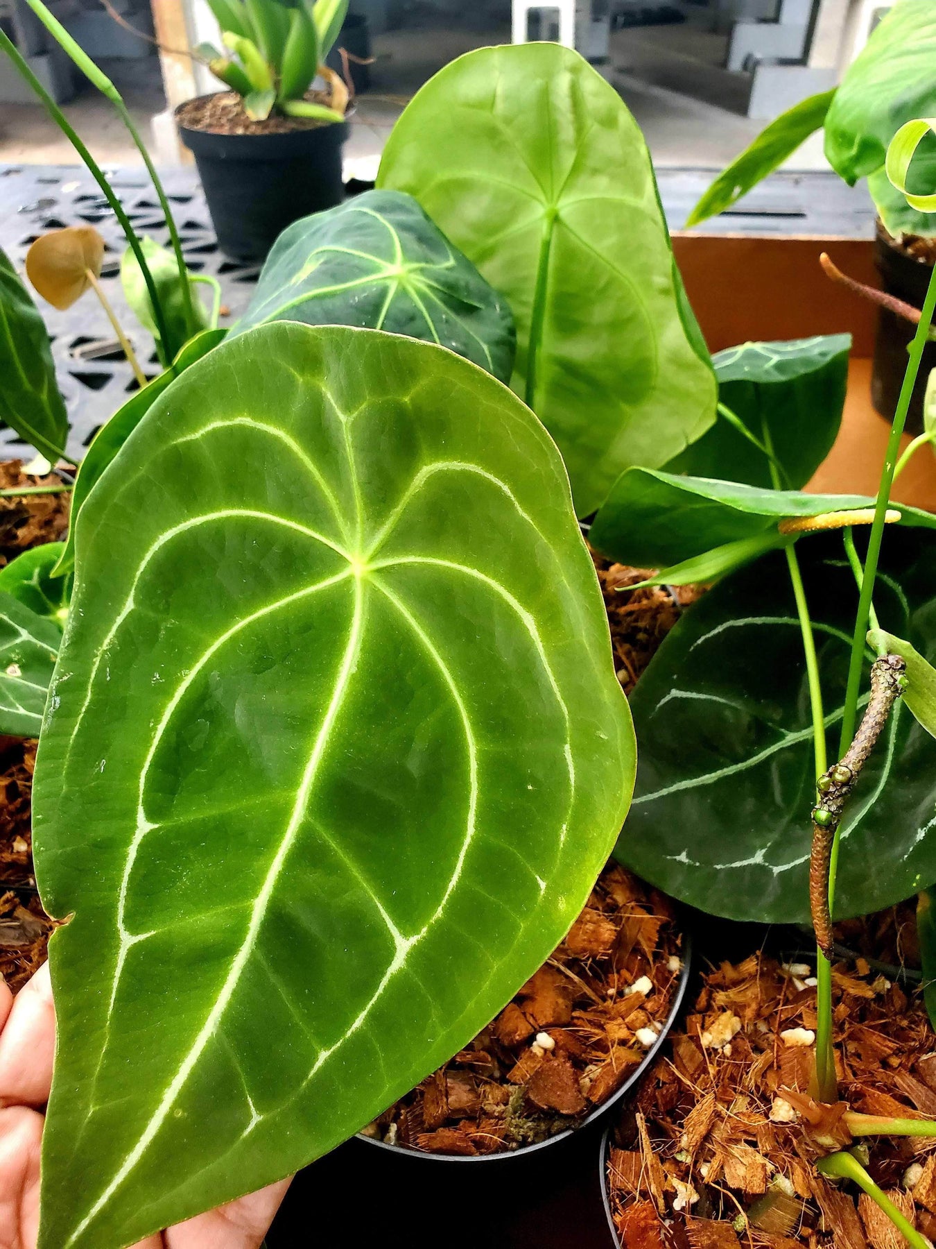 anthurium forgetii Anthurium forgetii