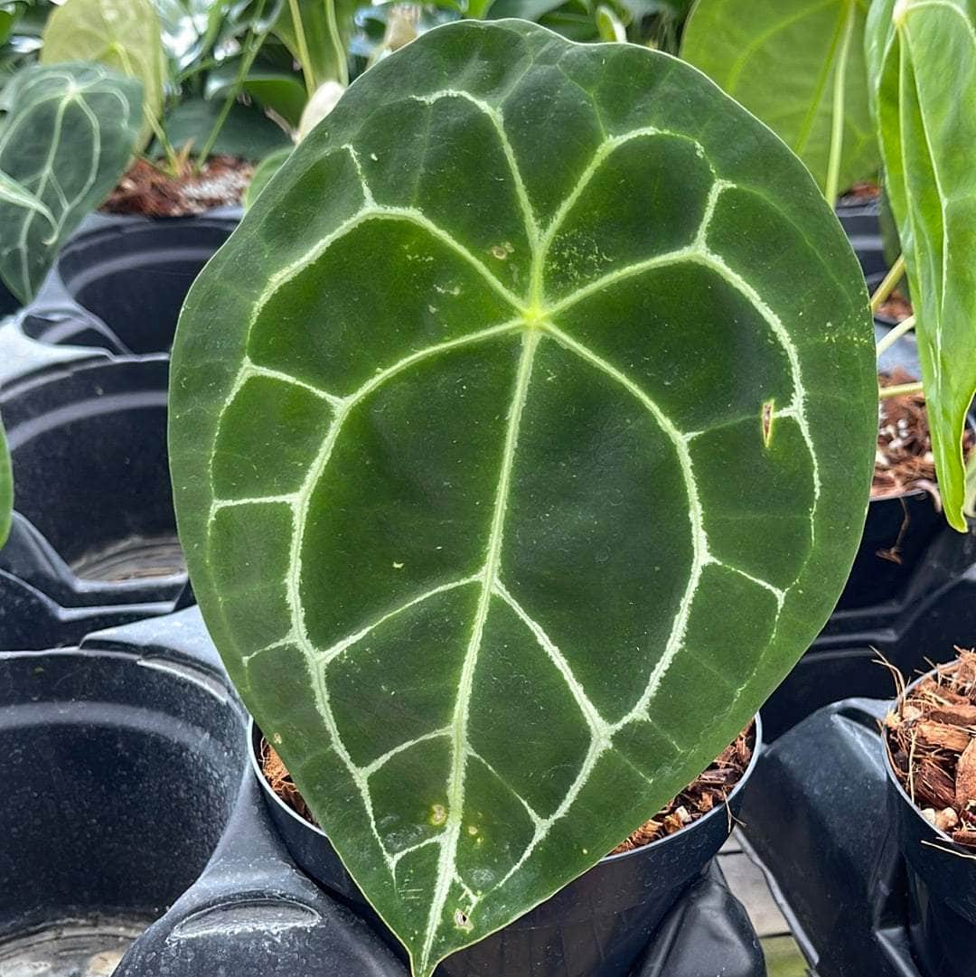 anthurium forgetti for sale Anthurium forgetii