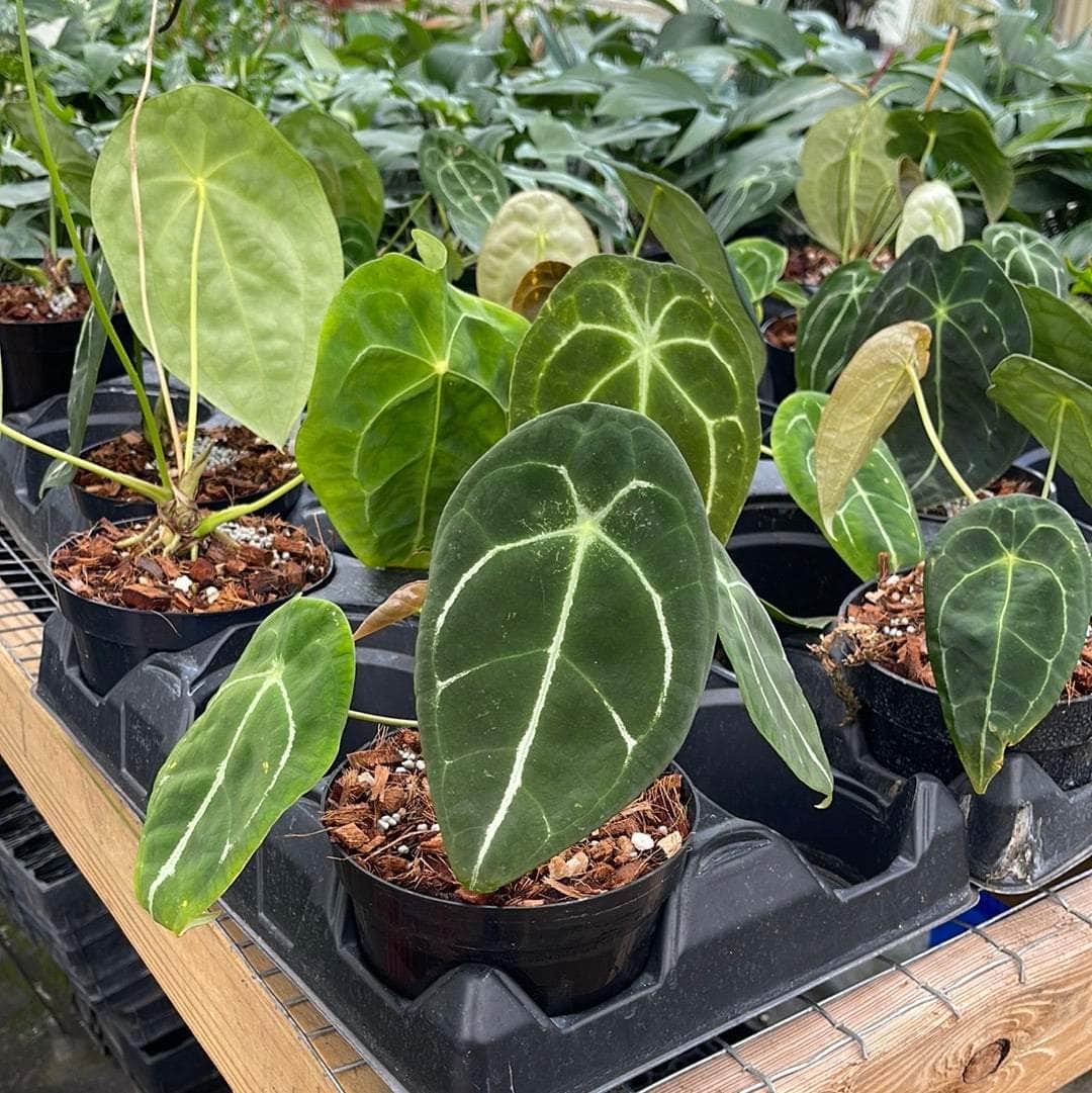 anthurium forgetii green Anthurium forgetii