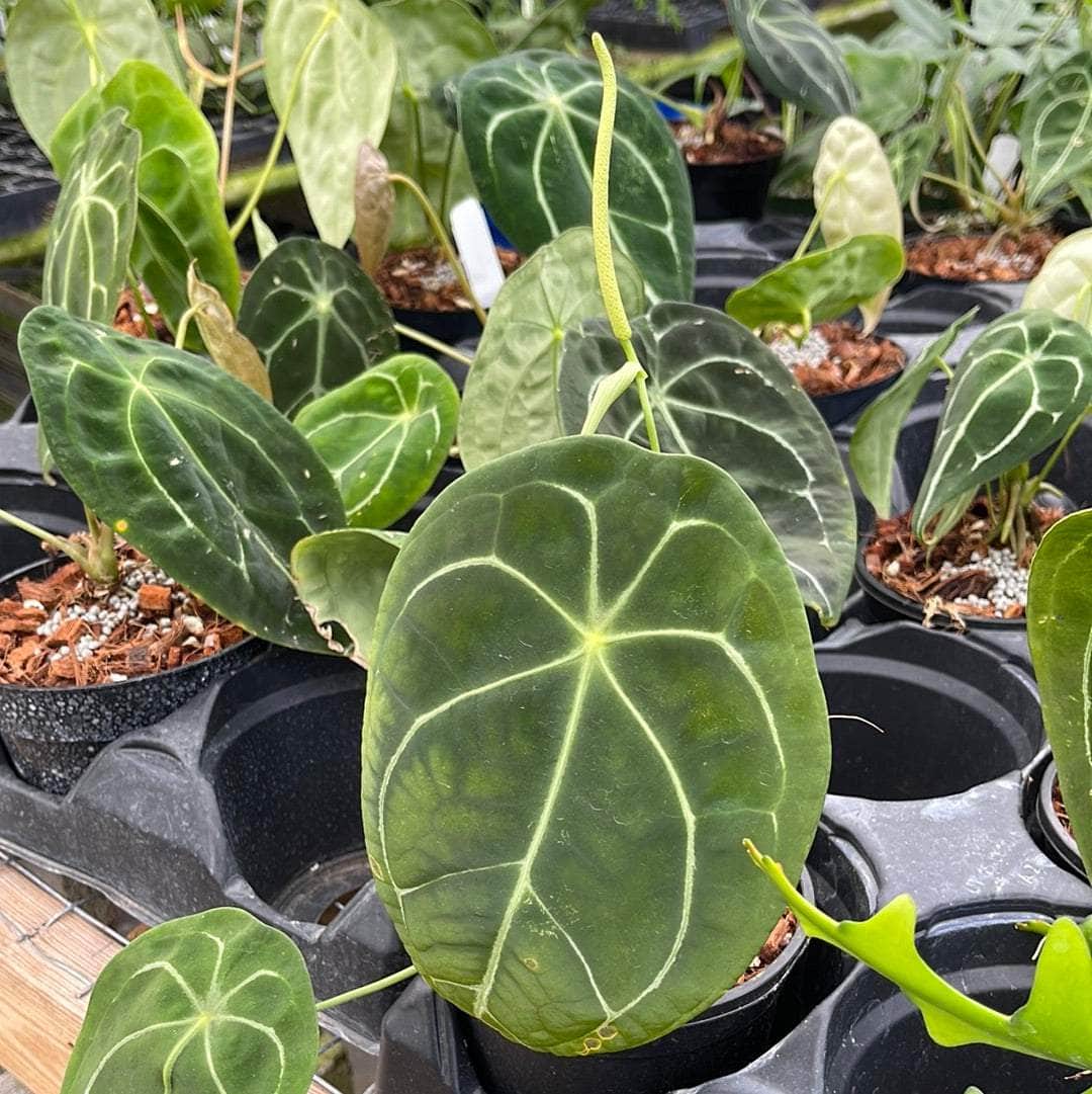 anthurium forgetii silver Anthurium forgetii