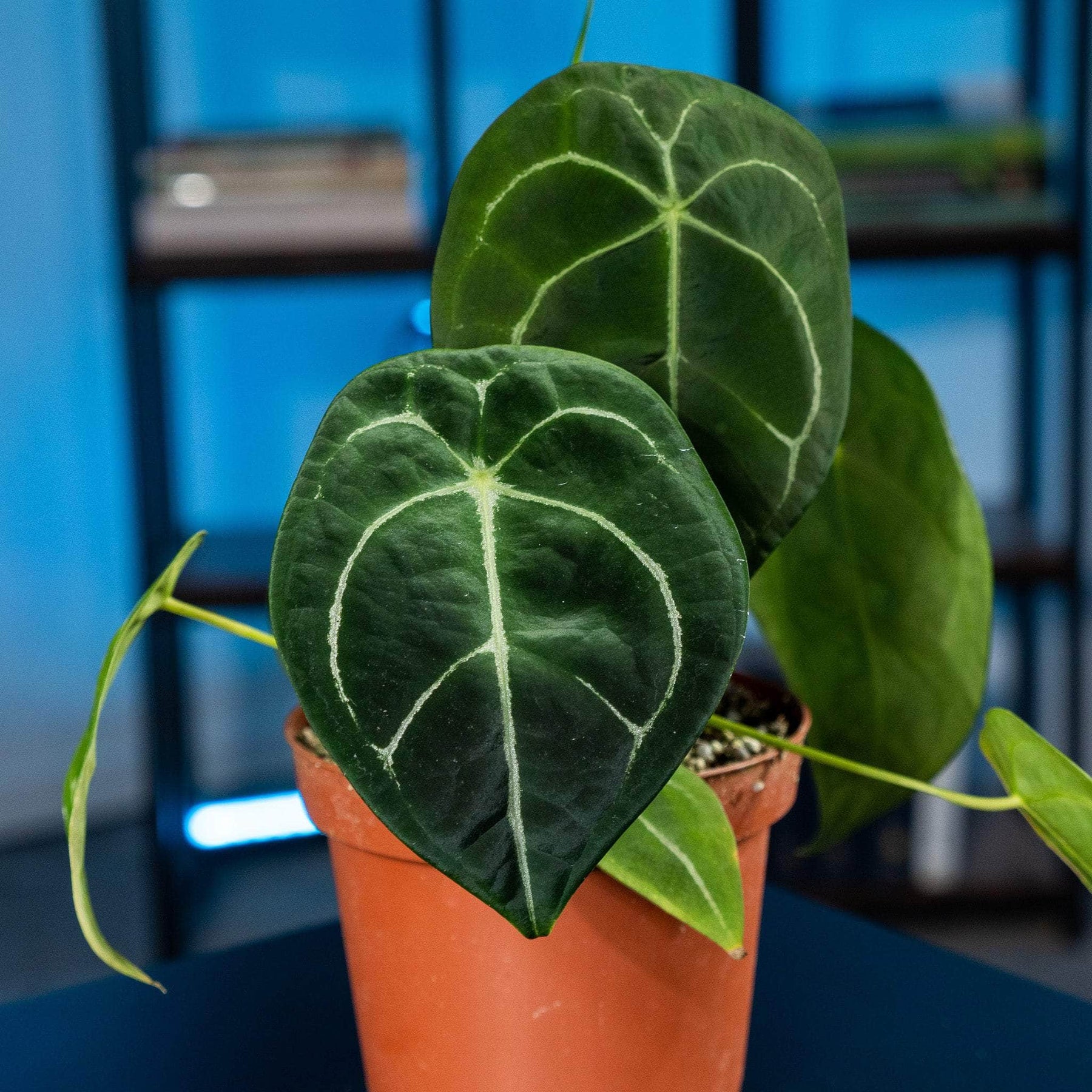anthurium forgetii white stripes Anthurium forgetii 'White Stripes'