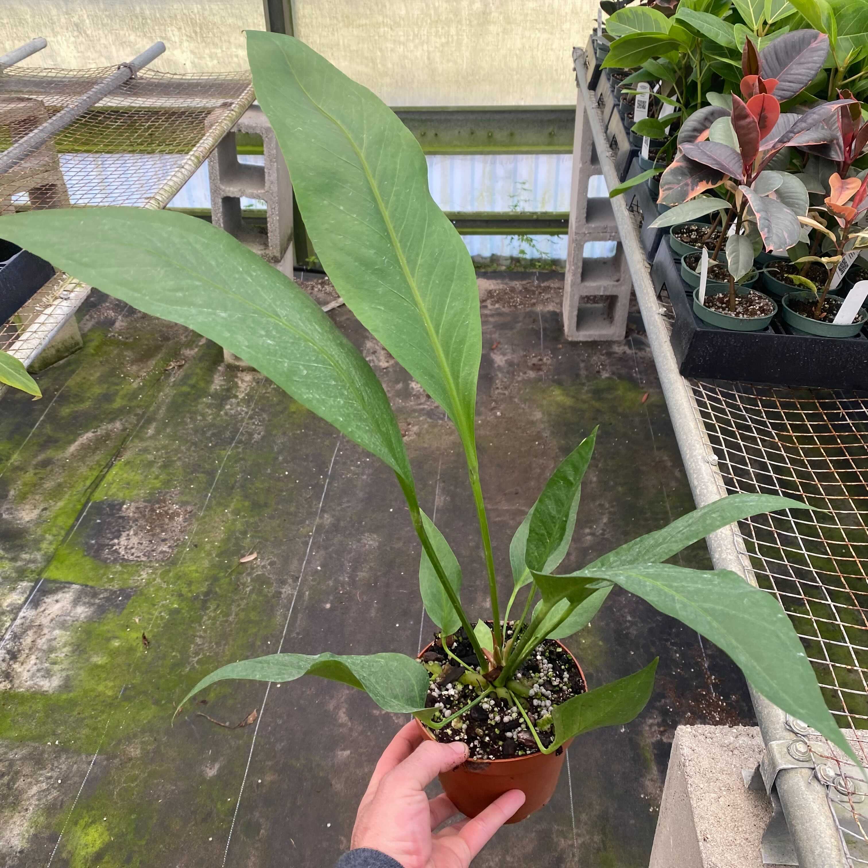 can you grow anthurium in water Anthurium 'Water Dragon'
