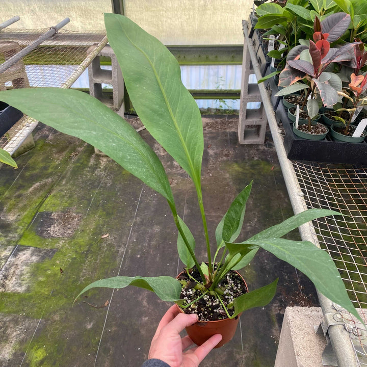 Gabriella Plants Anthurium 5" Anthurium &