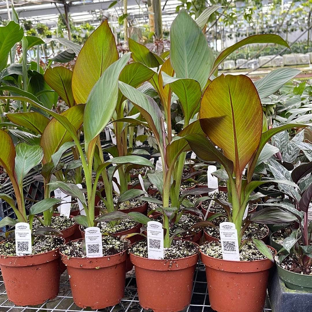 Gabriella Plants 5" Banana Ensete ventricosum 'Maurelii'