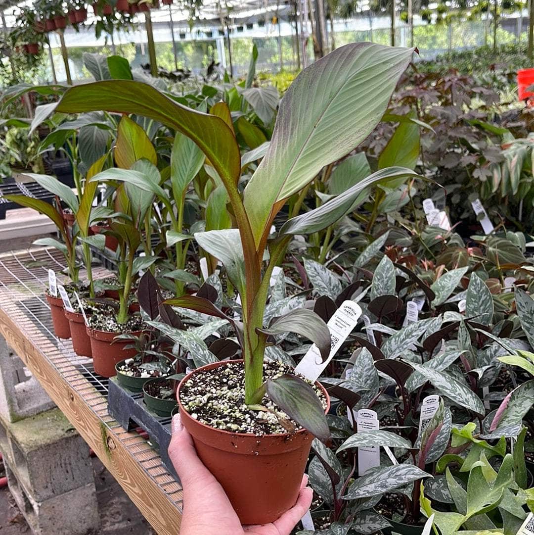 Gabriella Plants 5" Banana Ensete ventricosum 'Maurelii'