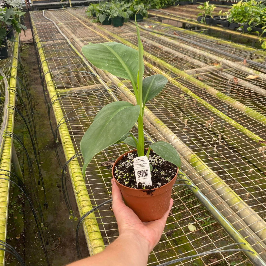 Gabriella Plants Edible 5" Banana Musa acuminata 'Grand Nain'