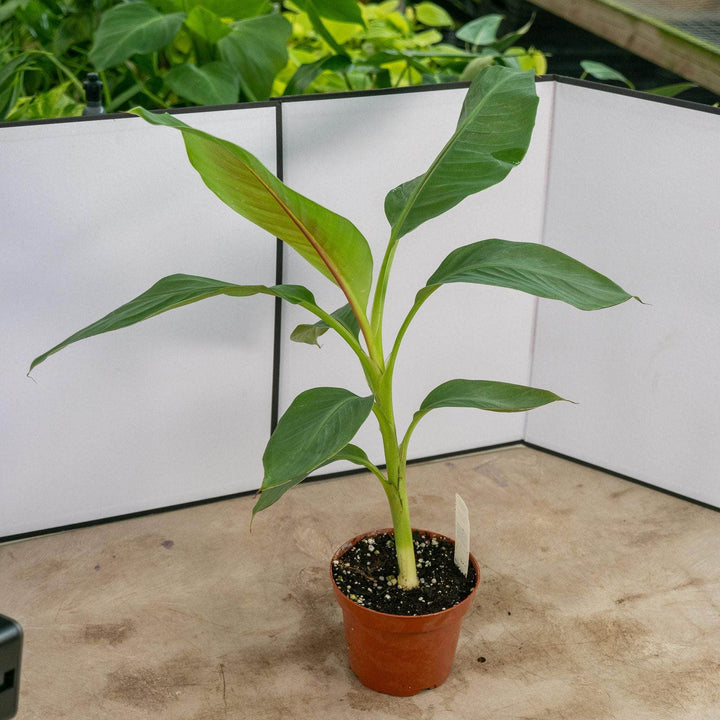 Gabriella Plants Other 5" Banana Musa sikkimensis 'Red Tiger'