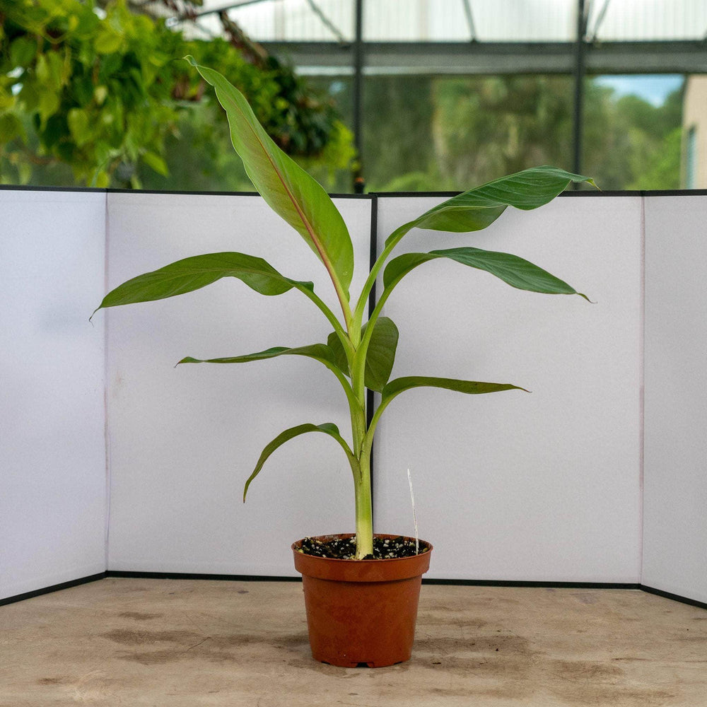 Gabriella Plants Other 5" Banana Musa sikkimensis 'Red Tiger'