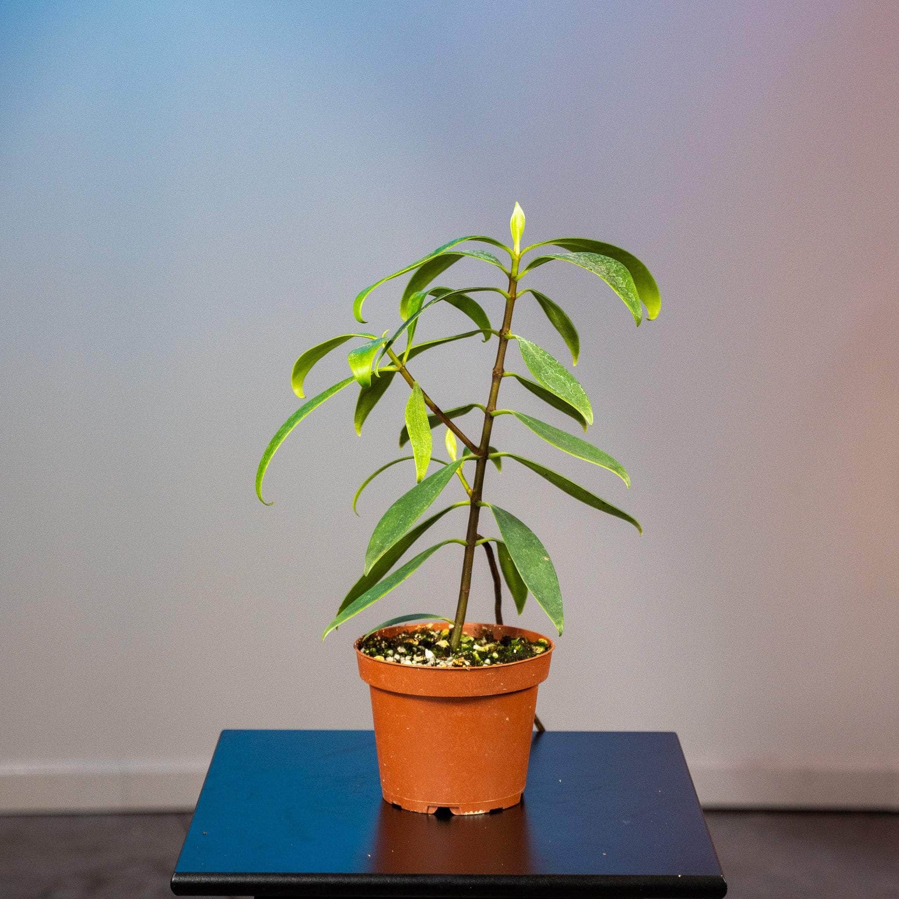 clusia indoor plant Clusia orthoneura