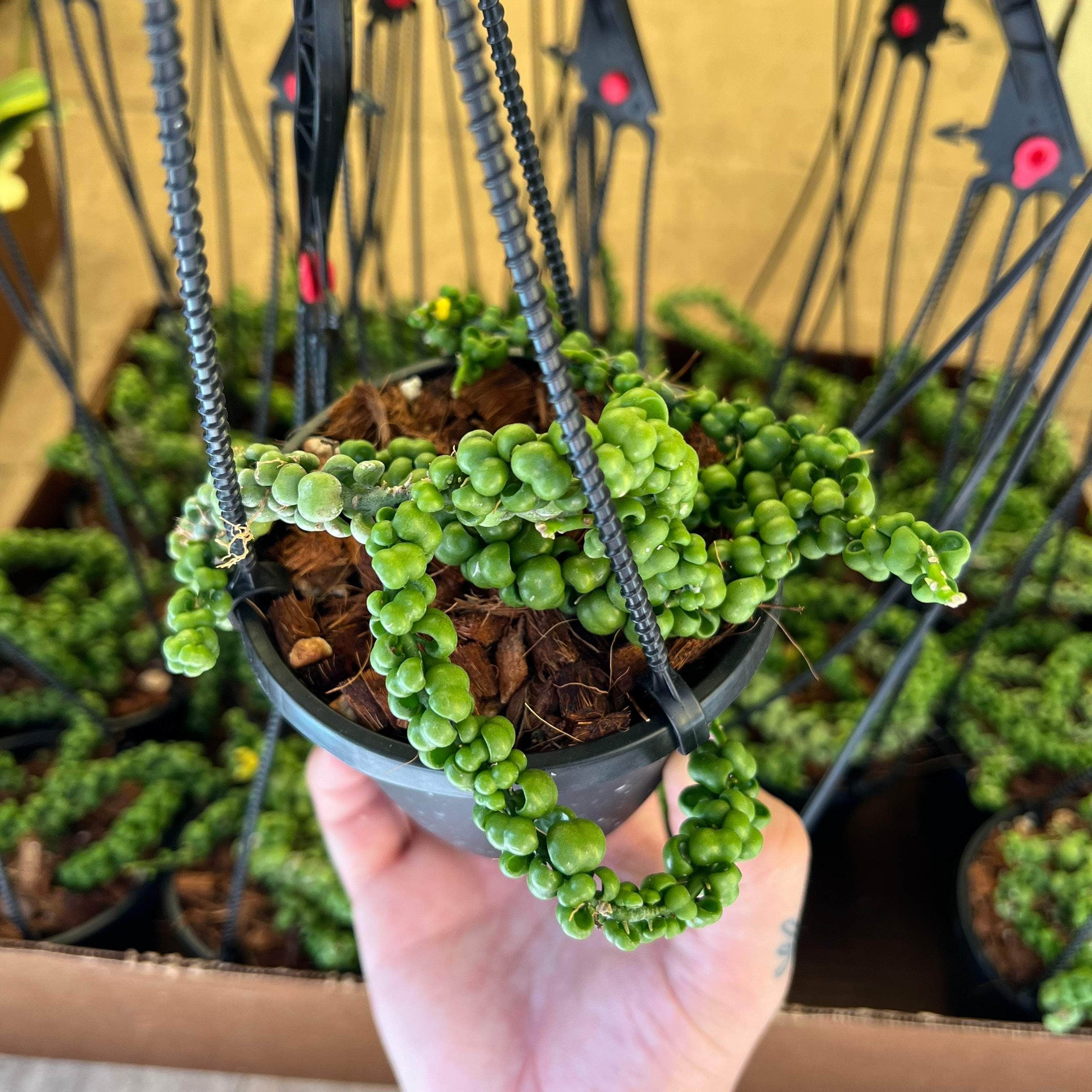 Gabriella Plants 5" Dischidia nummularia 'Dragon Jade' Hanging Basket