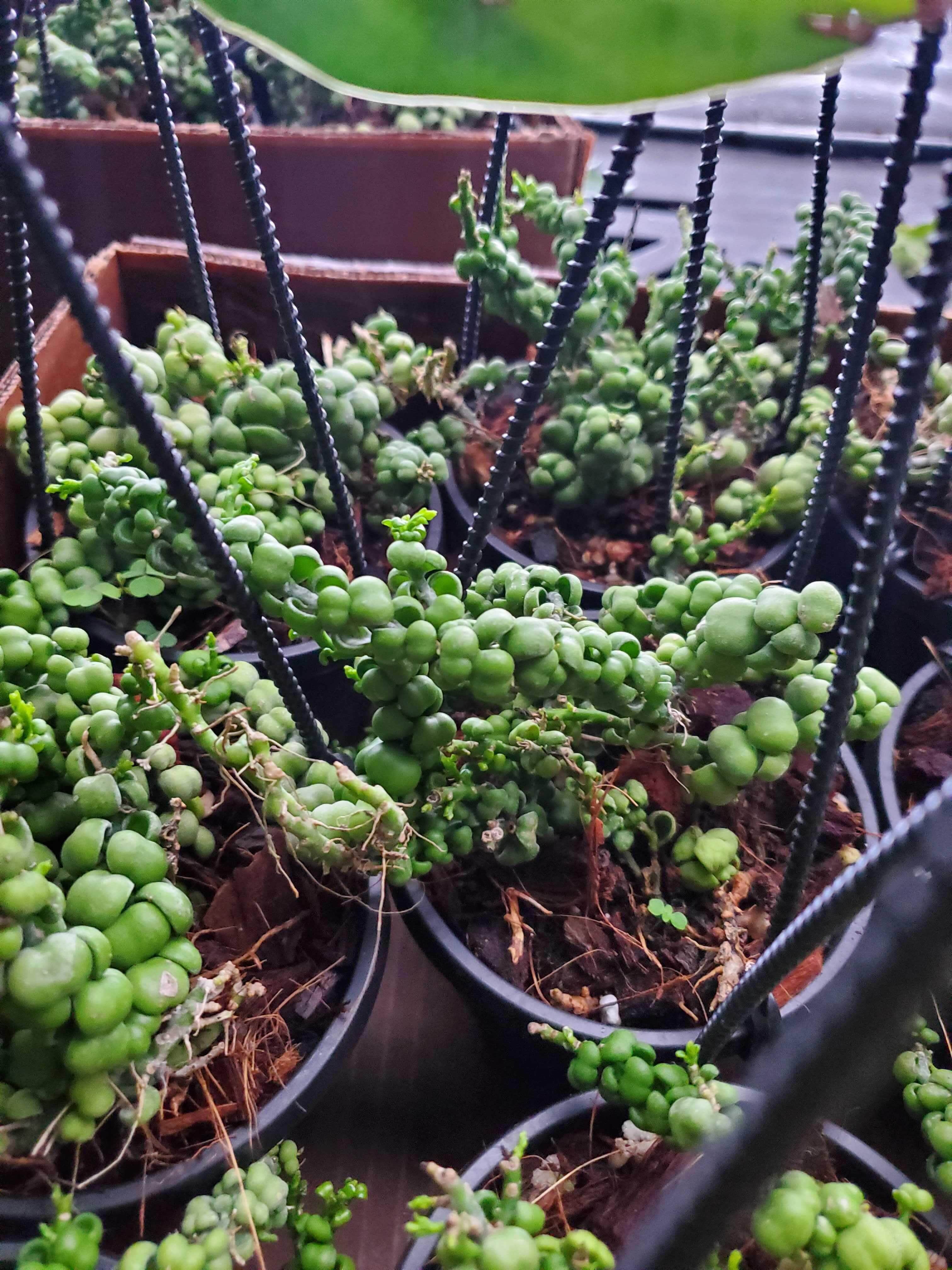 jade hanging plant Dischidia nummularia 'Dragon Jade' Hanging Basket