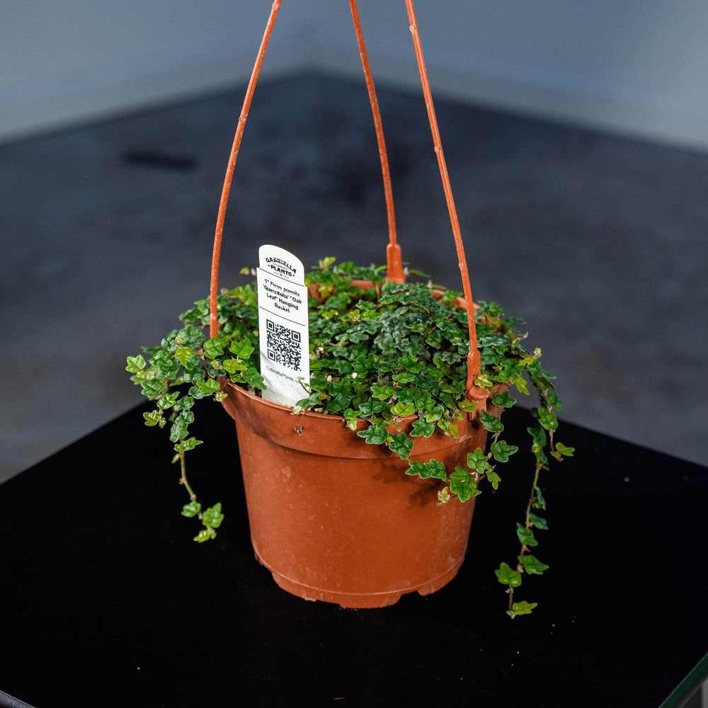 Gabriella Plants Ficus 5" Ficus pumila 'Quercifolia' "Oak Leaf" Hanging Basket