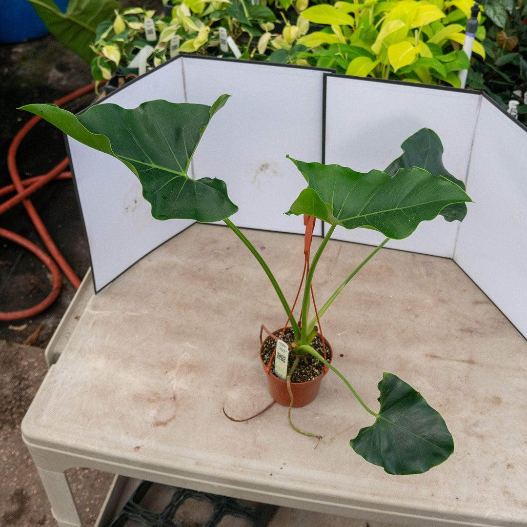 philodendron plant hanging Philodendron williamsii Seedling Hanging Basket