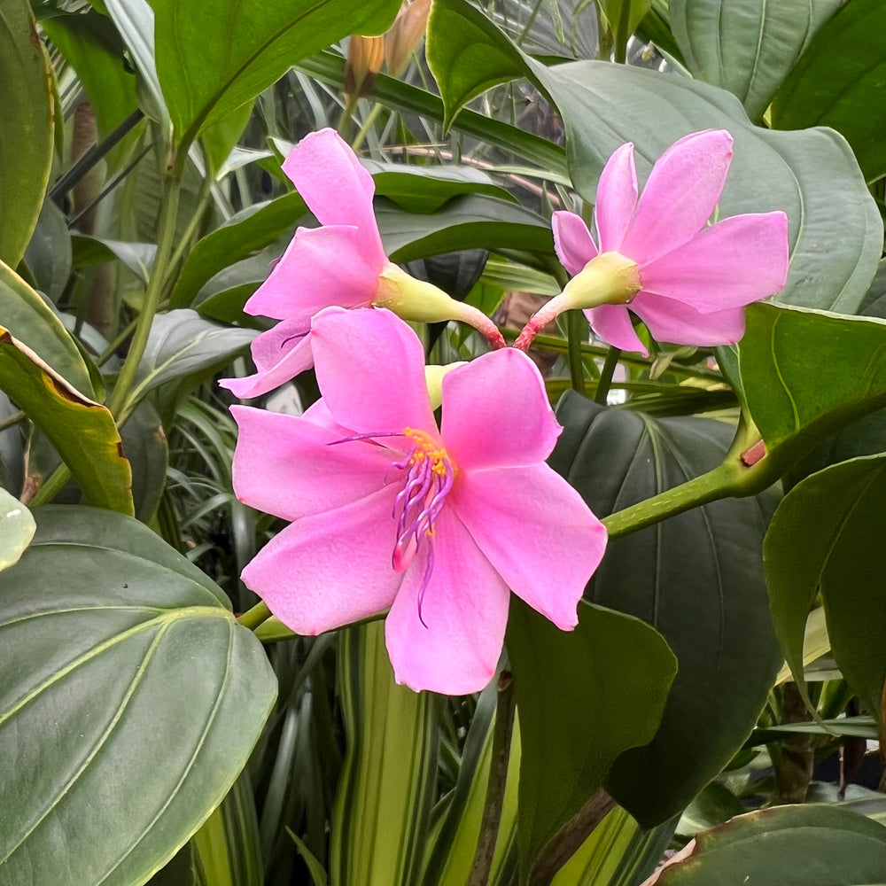 Gabriella Plants Other 5" Medinilla apoensis