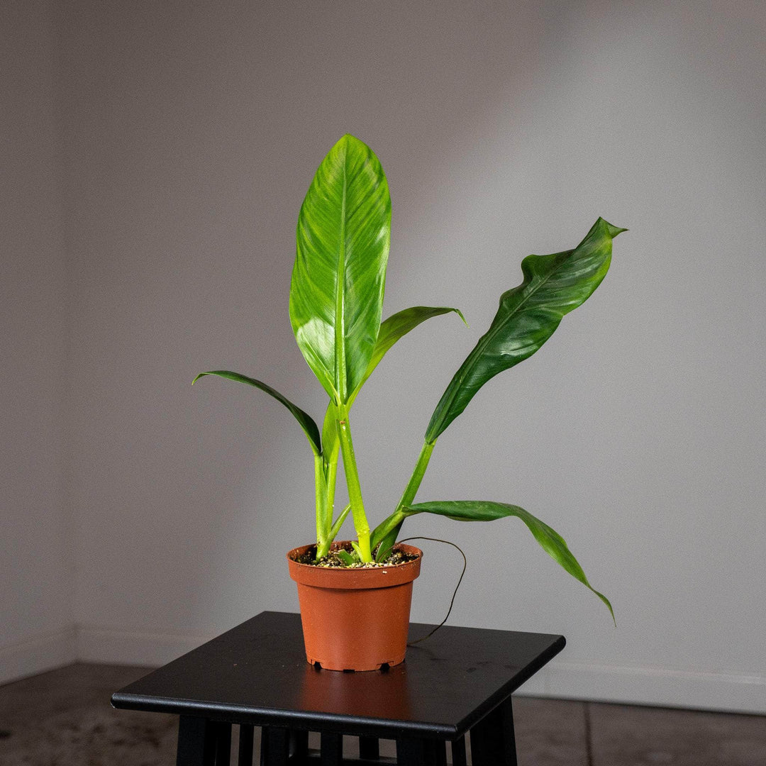 philodendron loefgrenii Philodendron linnaei aff