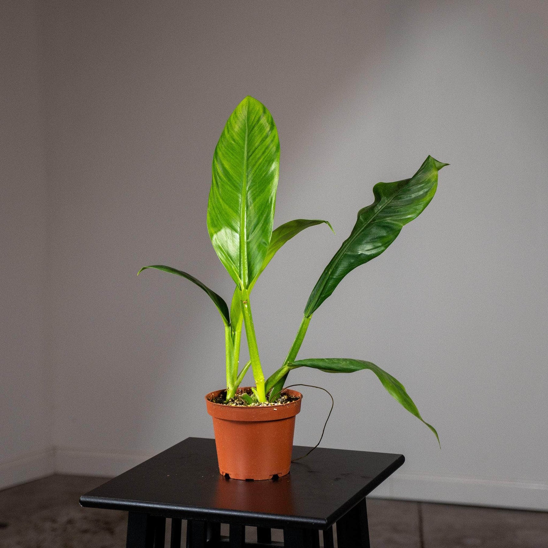 philodendron linnaei price Philodendron linnaei aff