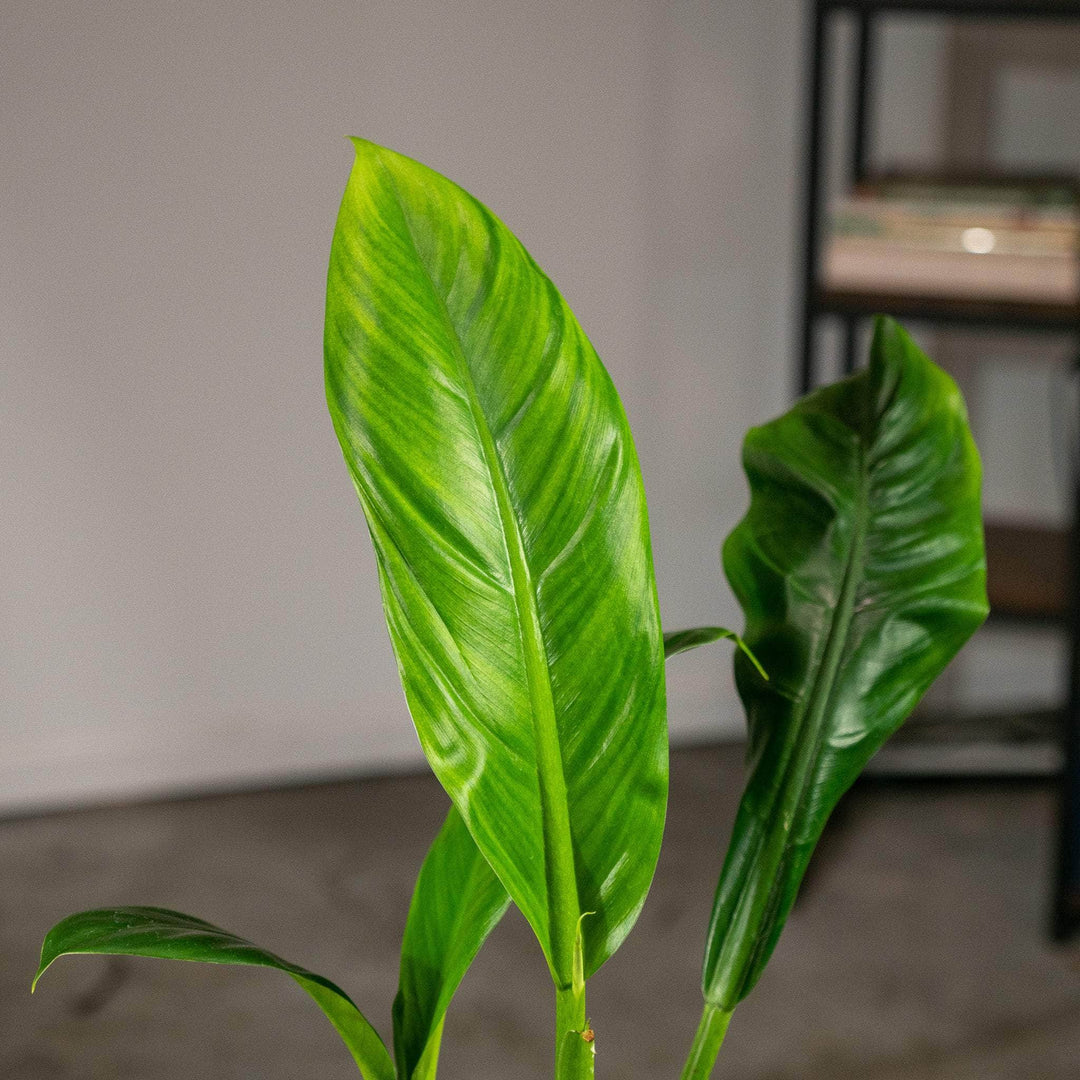 philodendron linnaei purple Philodendron linnaei aff