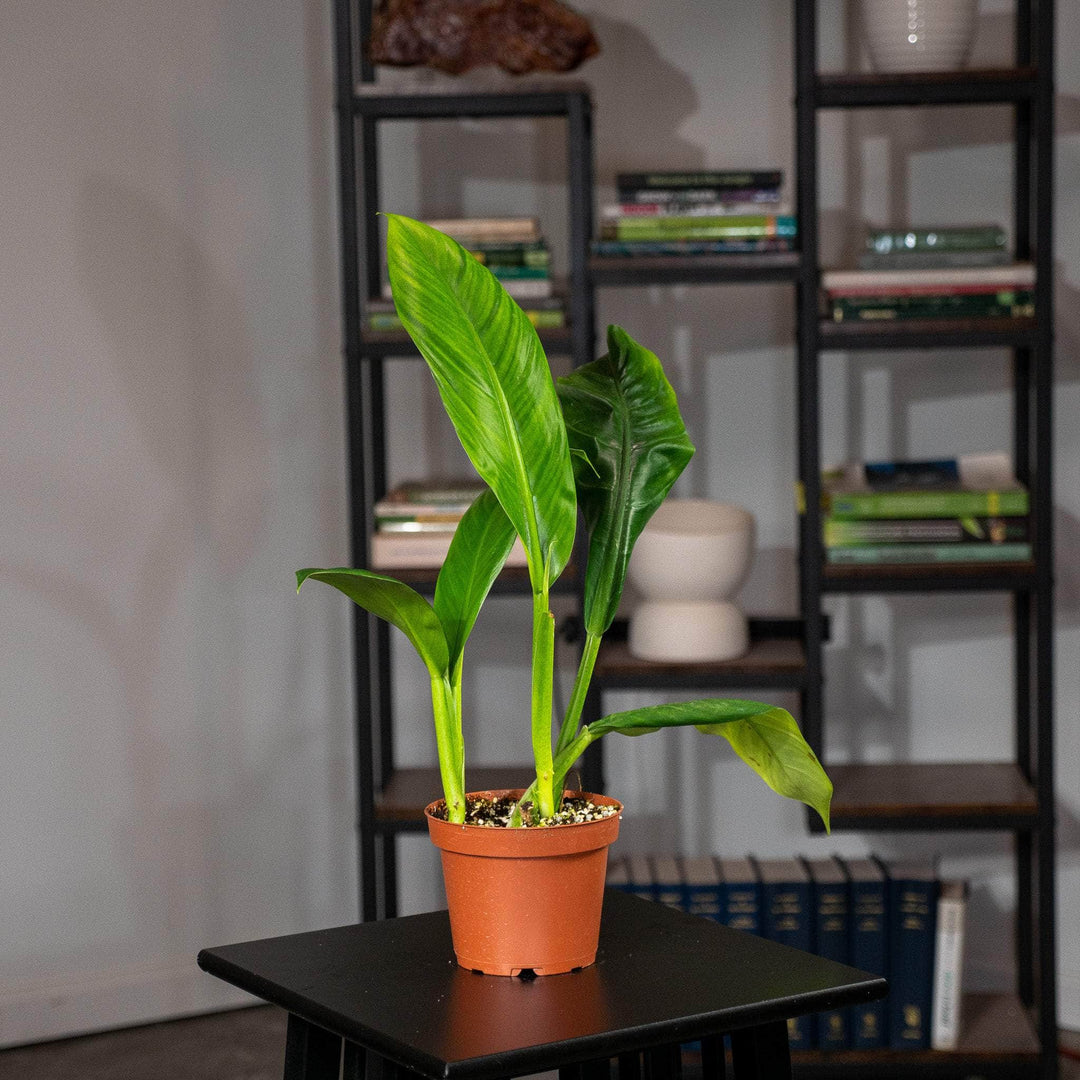 peace lily philodendron Philodendron linnaei aff
