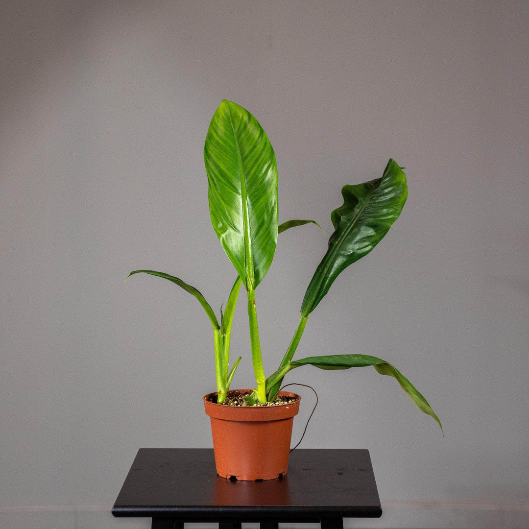 linnaei philodendron Philodendron linnaei aff