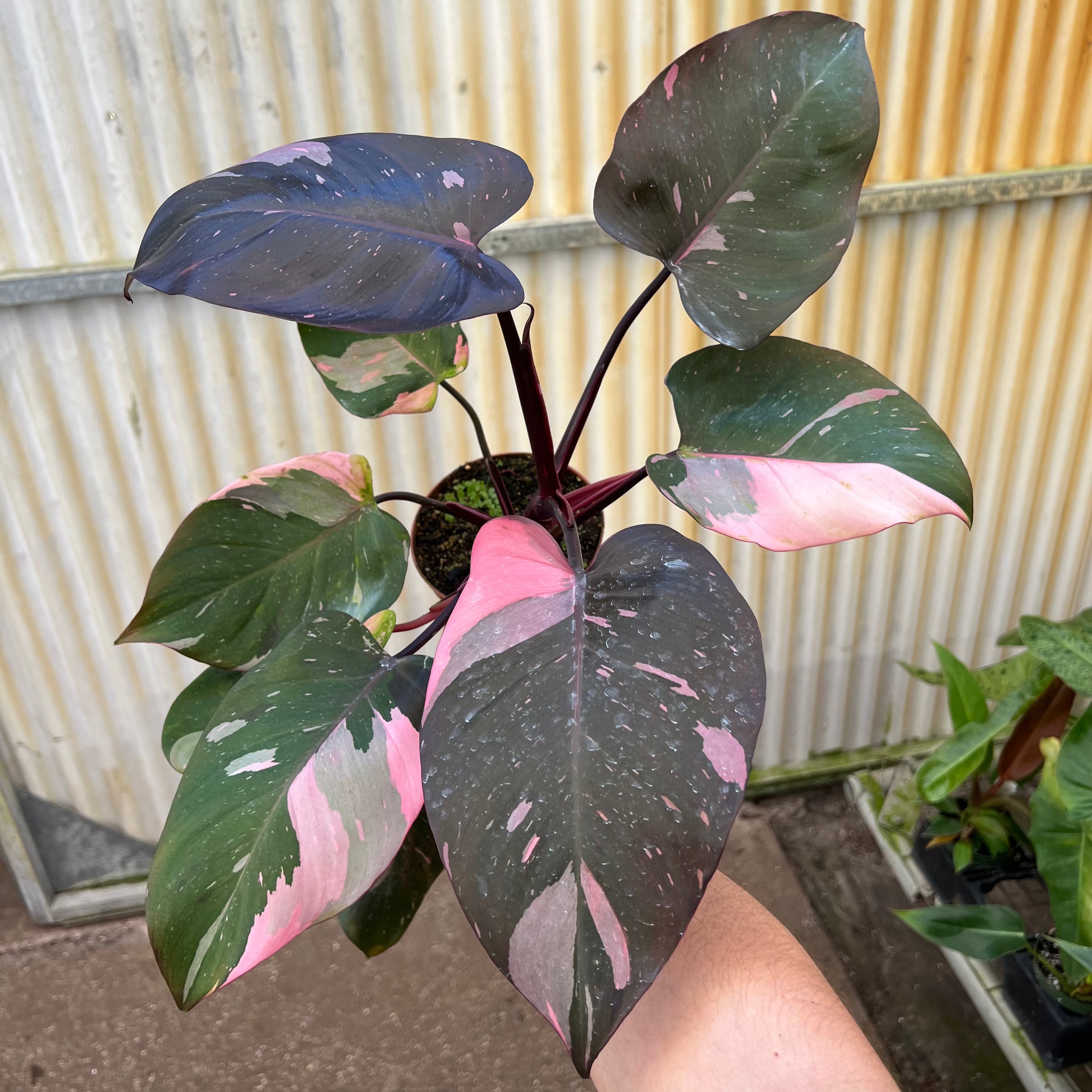 pink princess philodendron where to buy nearby Philodendron 'Pink Princess'