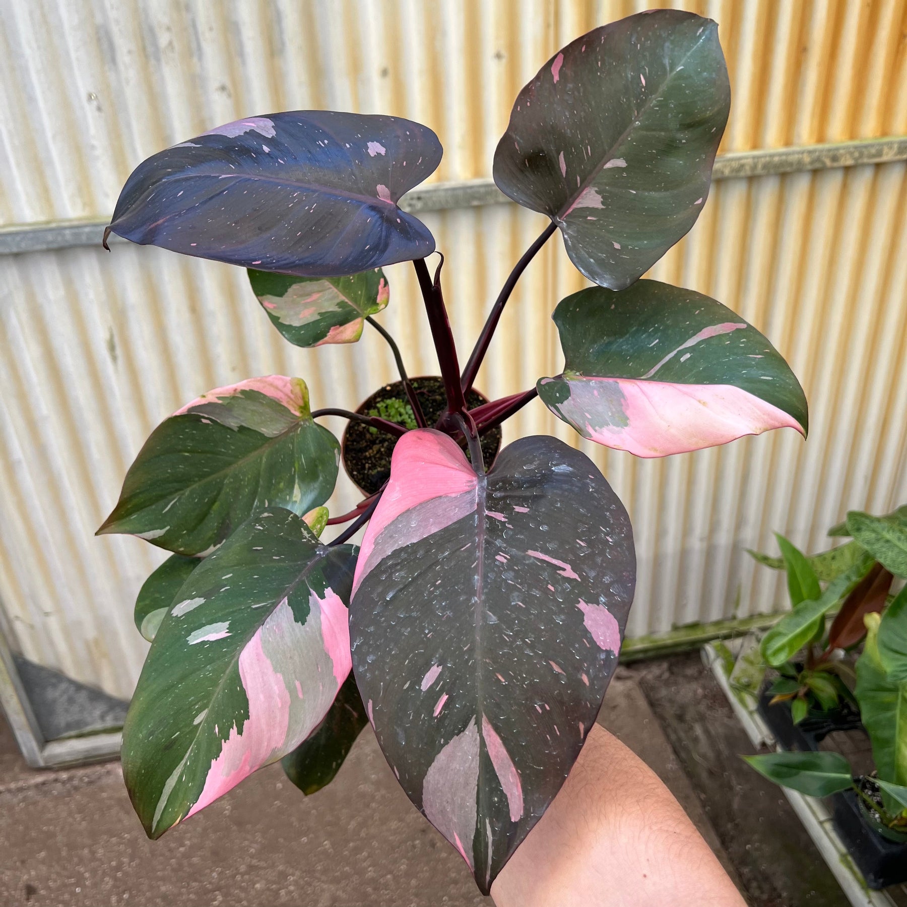 philodendron pink princess price Philodendron 'Pink Princess' - 5"