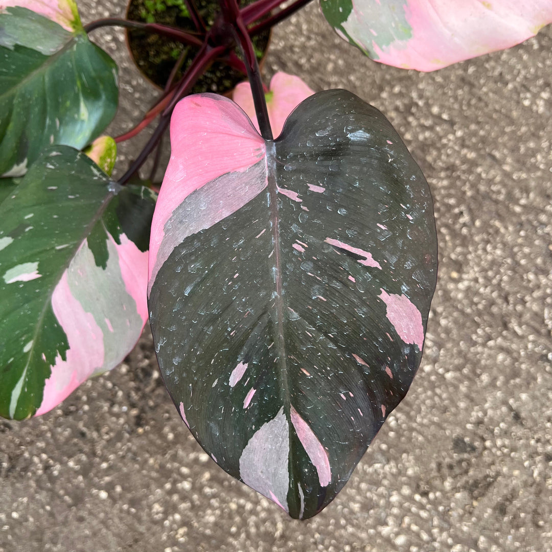 pink princess philodendron for sale Philodendron 'Pink Princess' - 5"