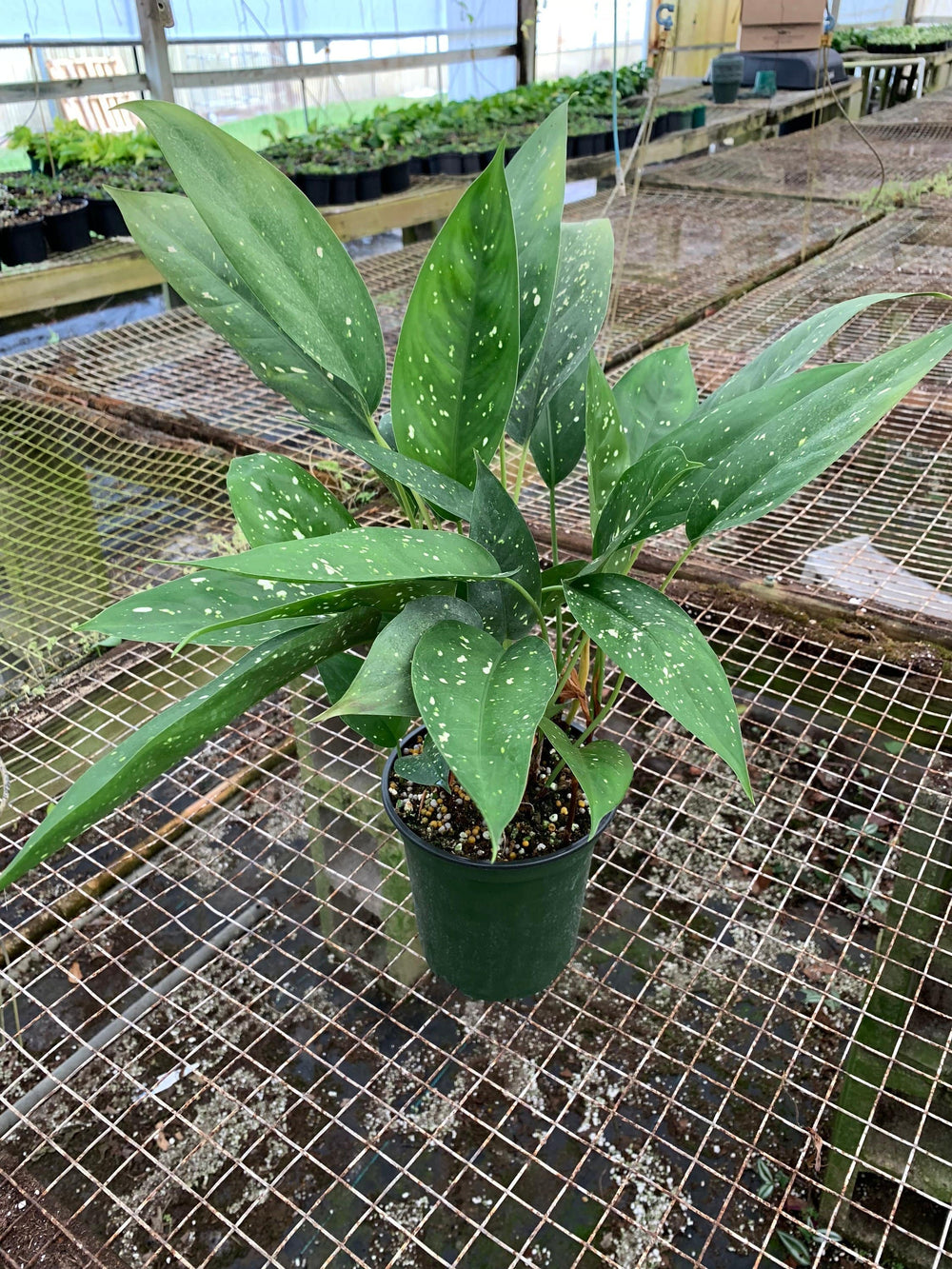 aglaonema or aspidistra Aglaonema brevispathum f. hospitum