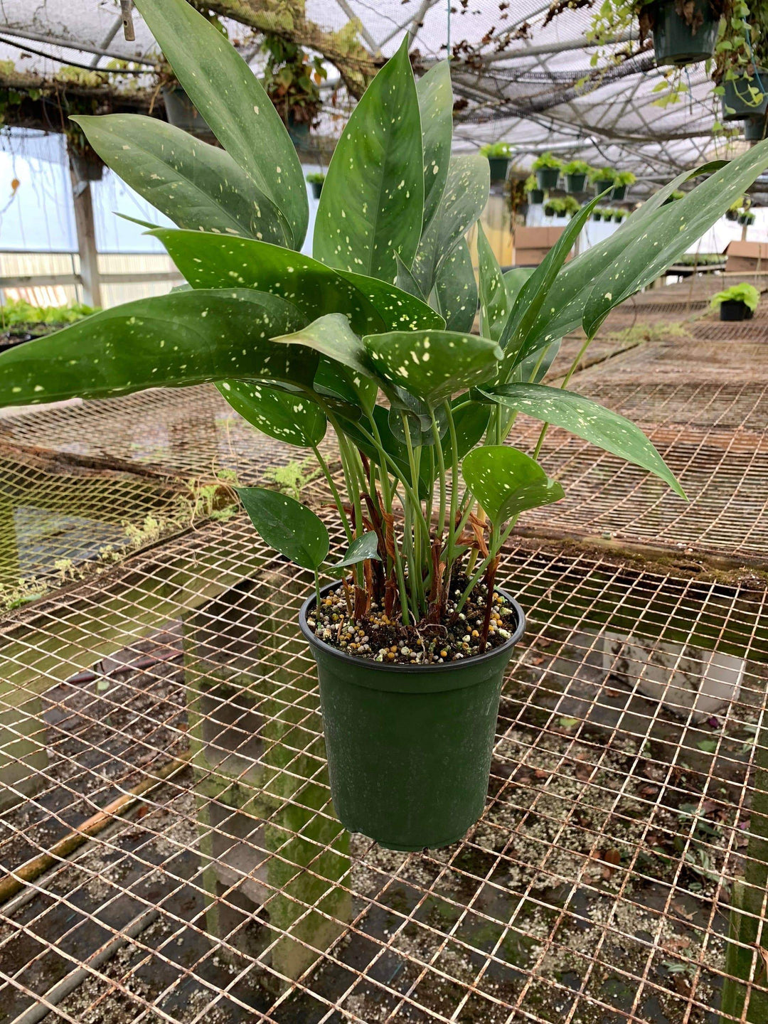 aglaonema brevispathum & 39 Aglaonema brevispathum f. hospitum