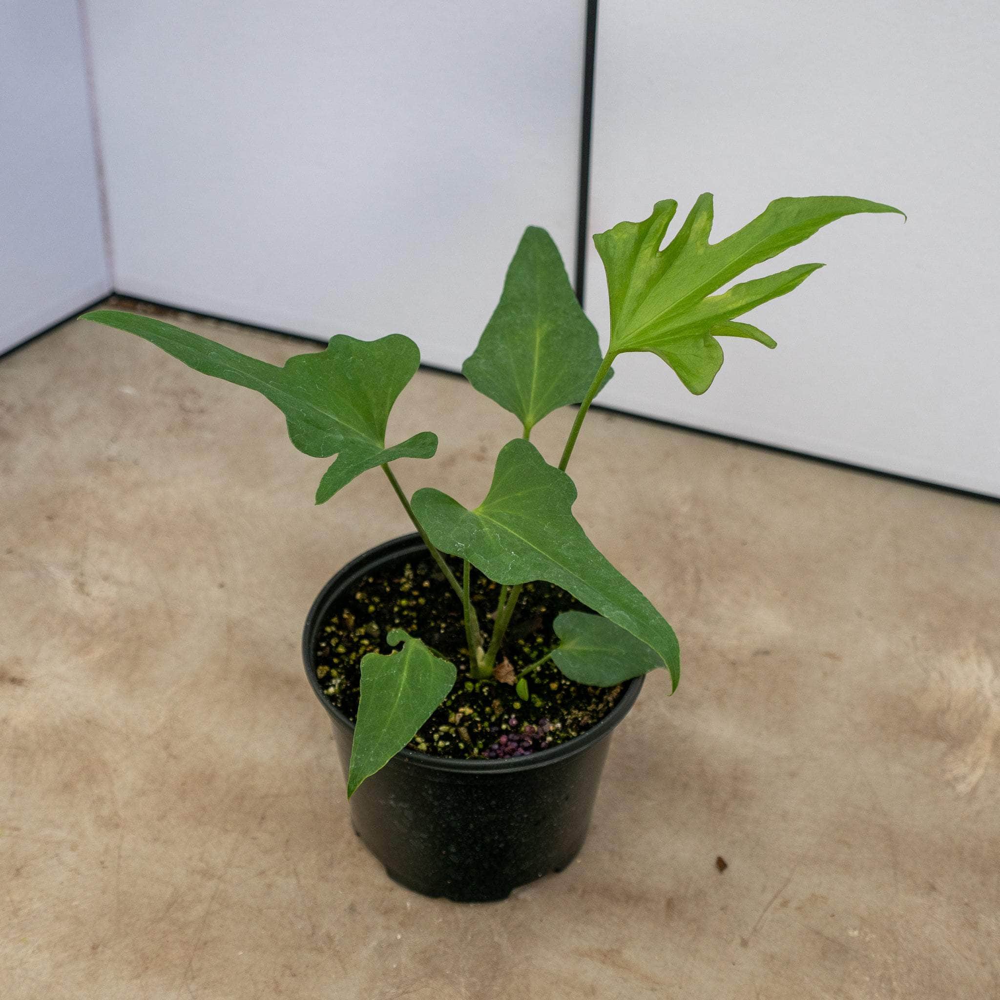 anthurium podophyllum for sale Anthurium podophyllum