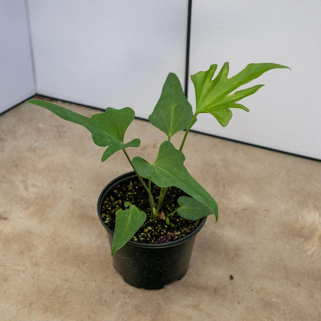 is anthurium a philodendron Anthurium podophyllum