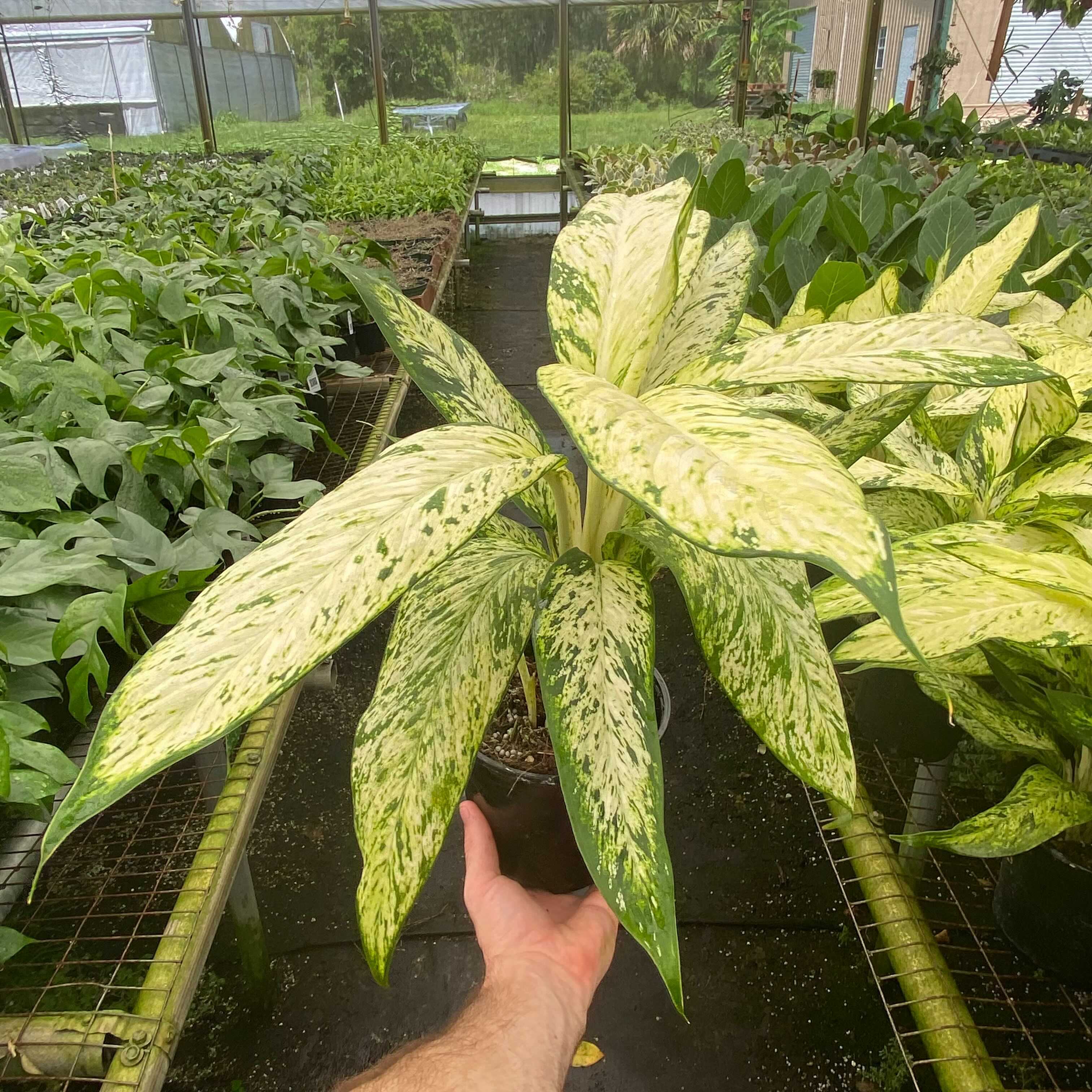 dieffenbachia leaves yellow Dieffenbachia 'Star Bright'