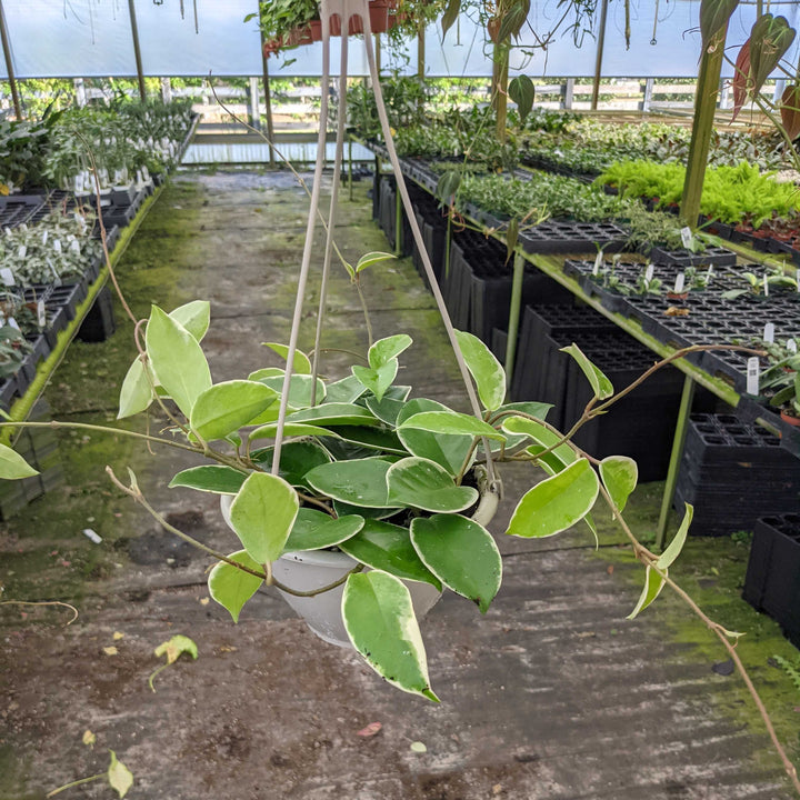 Gabriella Plants Hoya 6" Hoya carnosa 'Krimson Queen' Hanging Basket