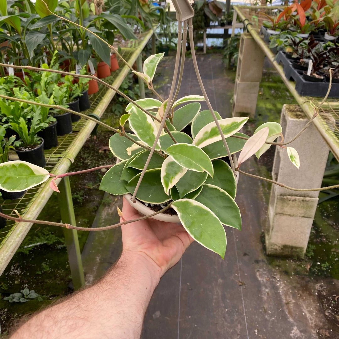 hoya carnosa hanging plant Hoya carnosa 'Krimson Queen' Hanging Basket