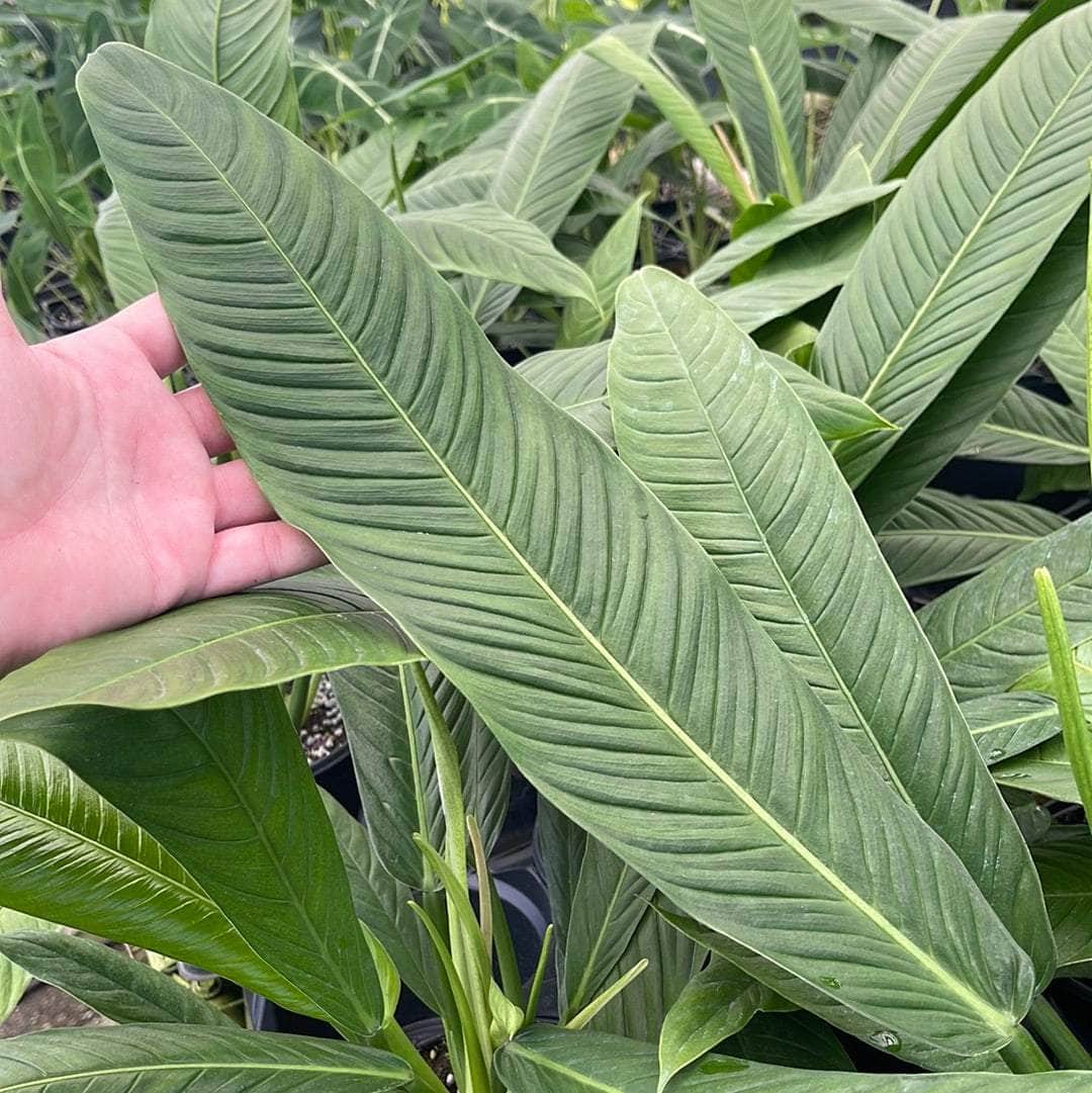 philodendron lynette mature Philodendron campii 'Lynette'