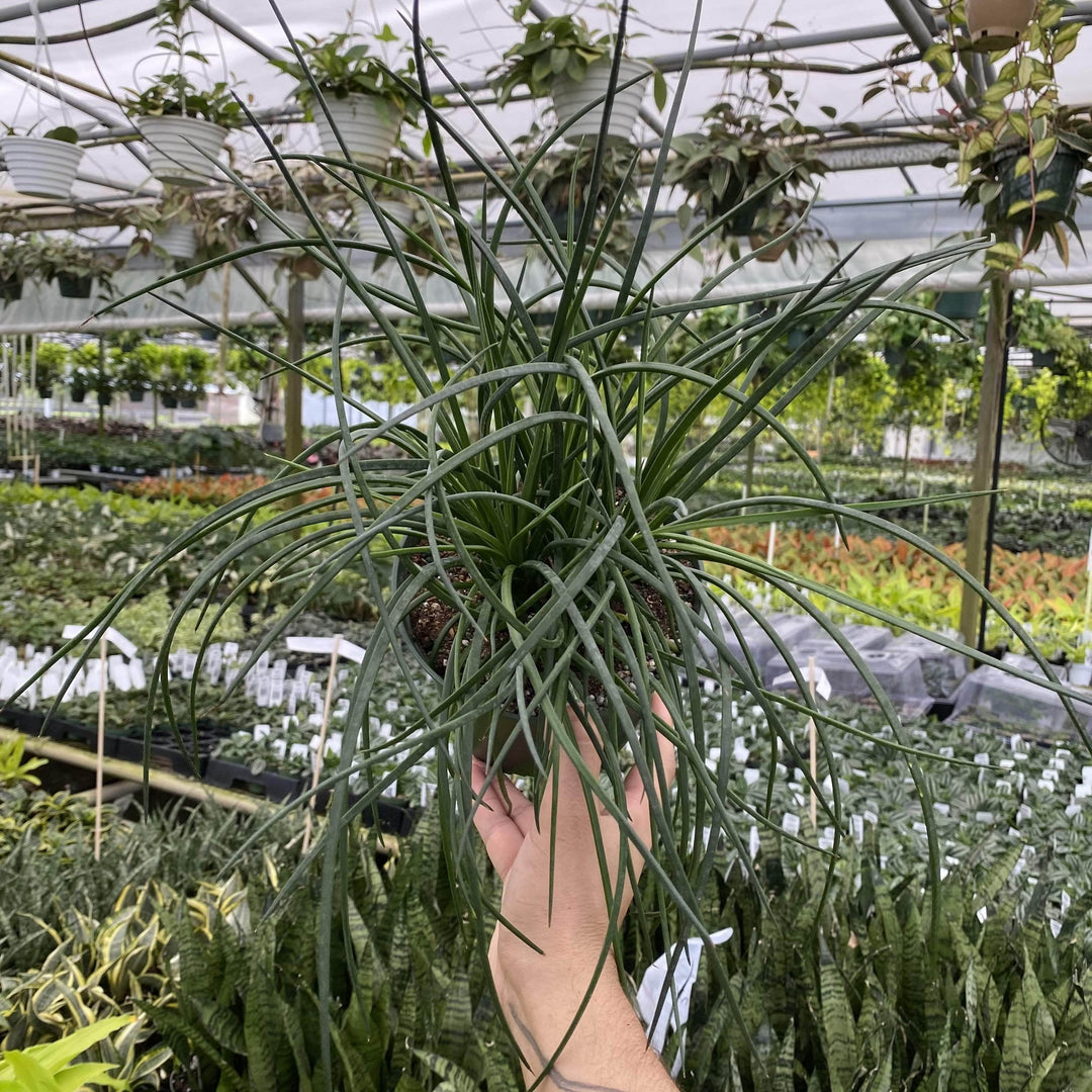 spaghetti plant succulent Agave geminiflora 'Spaghetti Strap'