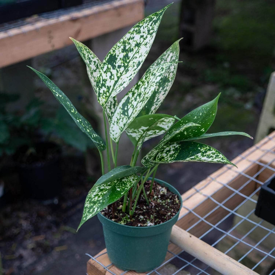 aglaonema modestum variegaya Aglaonema brevispathum f. hospitum