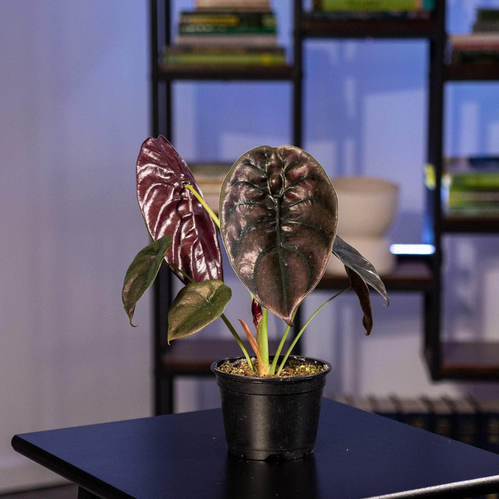 Gabriella Plants Alocasia 4" Alocasia cuprea 'Red Secret'