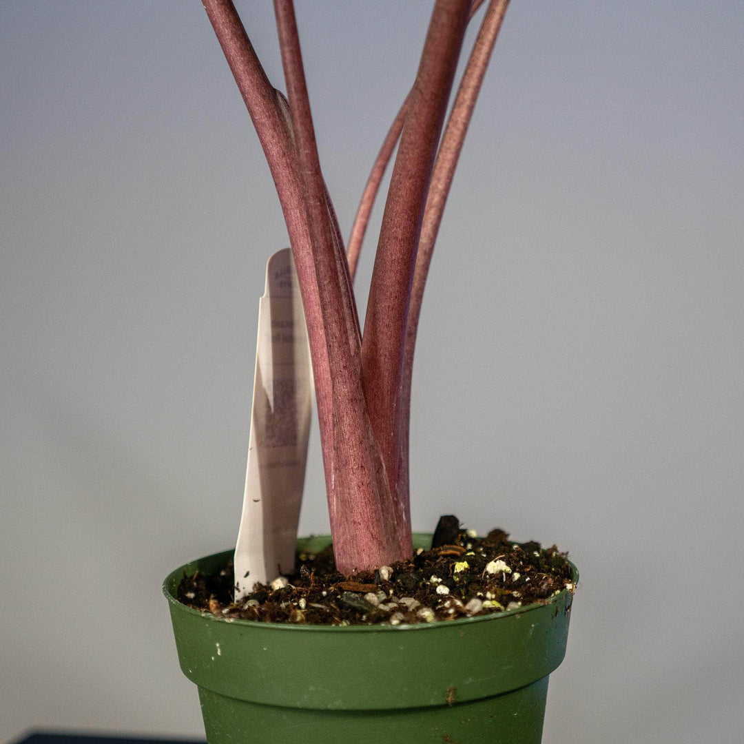 house plant alocasia Alocasia 'Imperial Red'