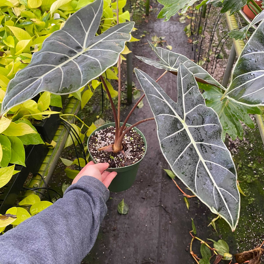 dragon tooth succulent Alocasia longiloba 'Dragon's Tooth'