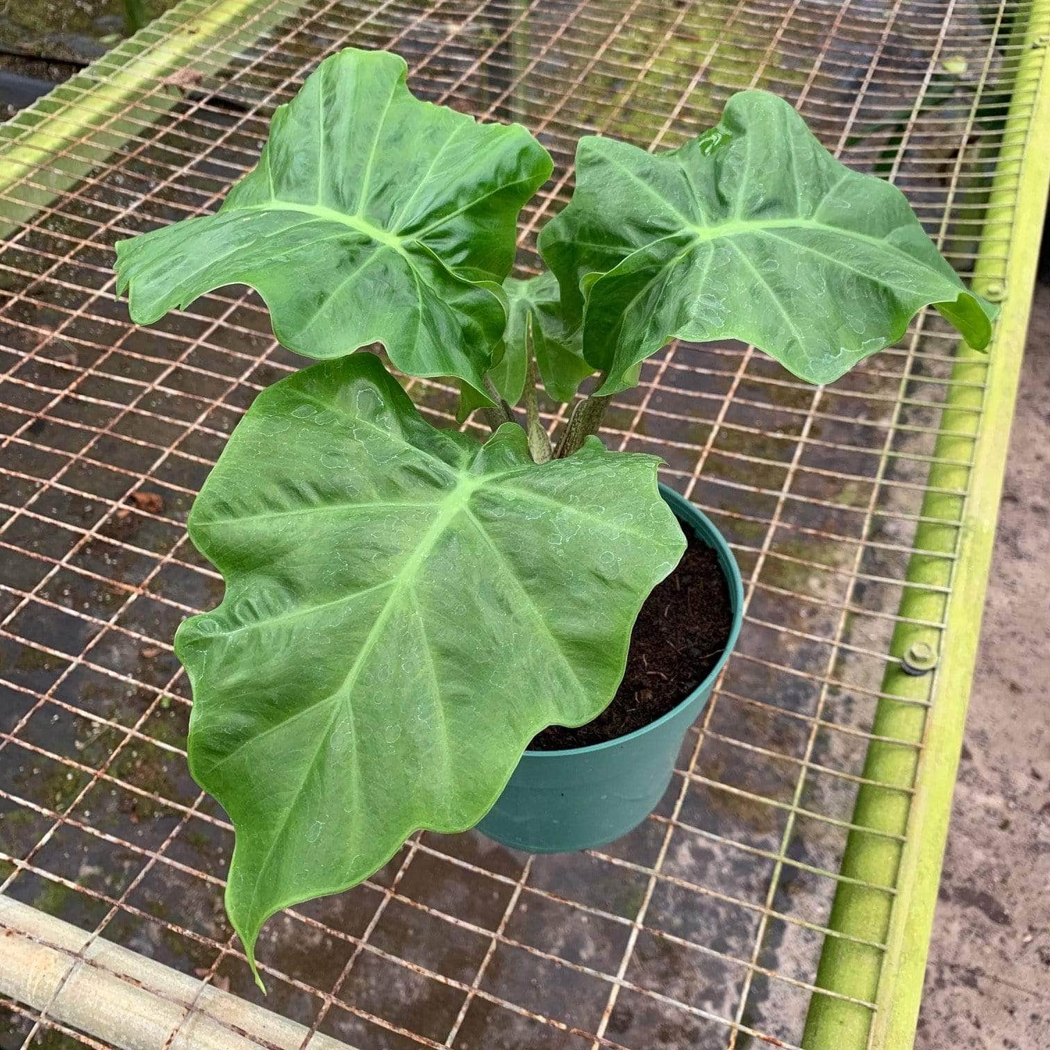 Alocasia 'Low Rider' - Gabriella Plants