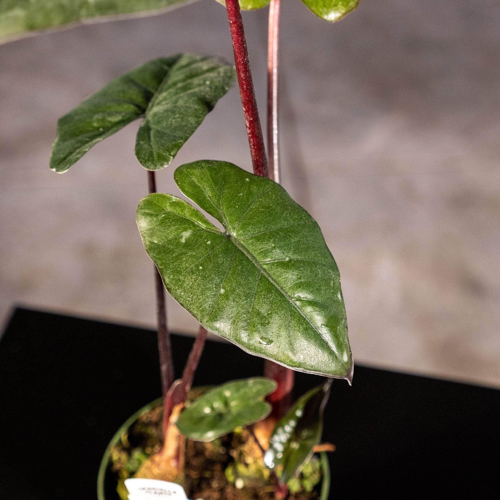 Gabriella Plants Alocasia 4" Alocasia sarawakensis 'Yucatan Princess'