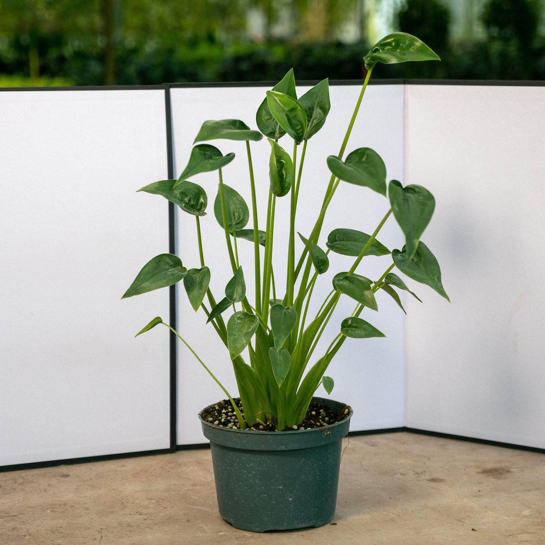 tiny dancers elephant ear plant height Alocasia 'Tiny Dancers'