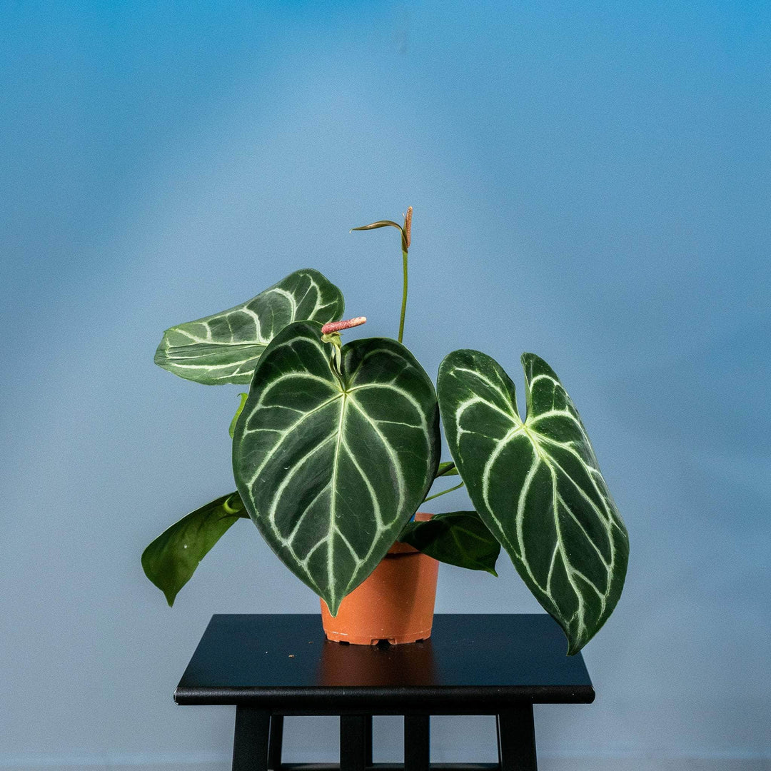 anthurium titanium Anthurium (crystallinum x magnificum) x (crystallinum x magnificum)