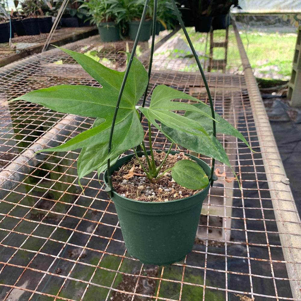 Gabriella Plants Anthurium 5" Anthurium pedatoradiatum "Fingers"