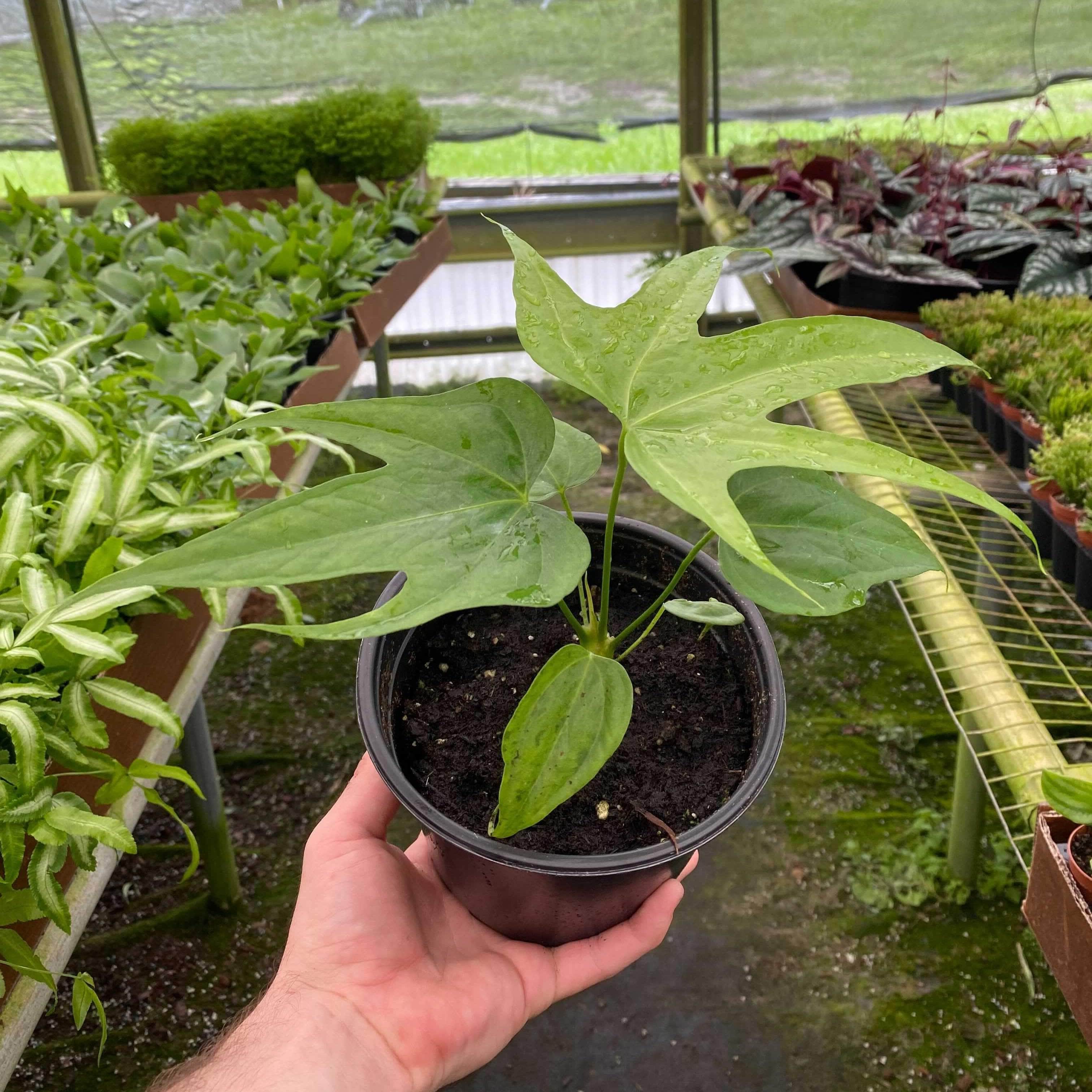 anthurium pedatoradiatum mature Anthurium pedatoradiatum "Fingers"
