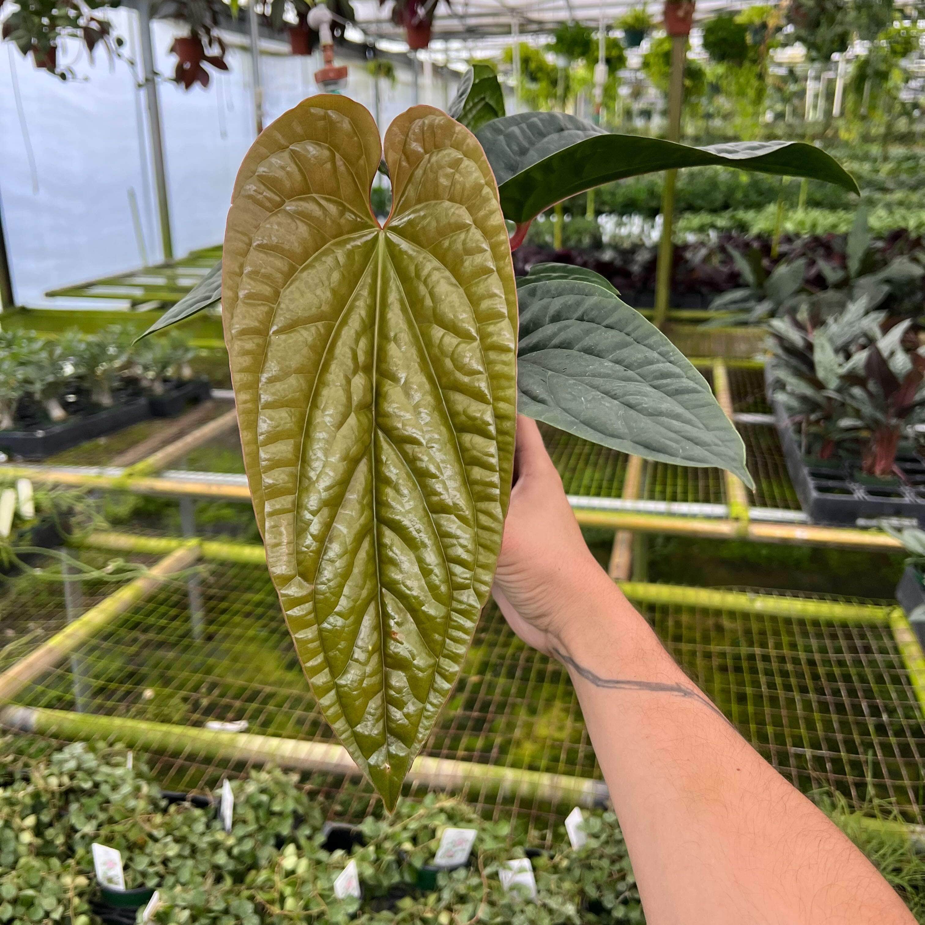 anthurium luxurians x radicans mature Anthurium radicans x luxurians