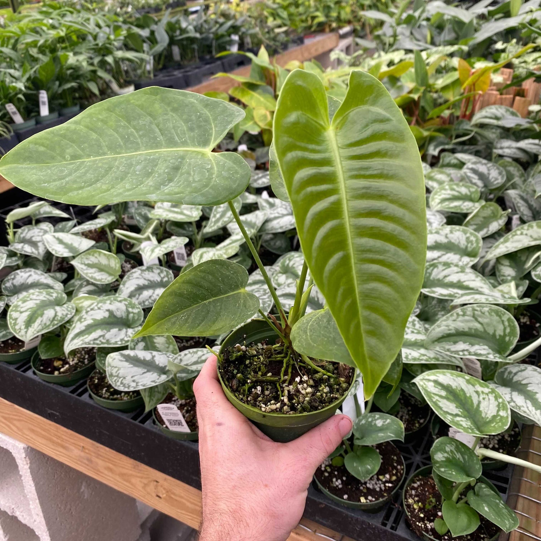 anthurium veitchii buy Anthurium veitchii "King Anthurium"